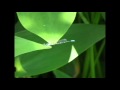 花はす公園(福井県南越前町.)avi
