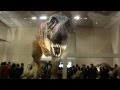 ティラノサウルス　新説恐竜の成長＠大阪市立自然史博物館