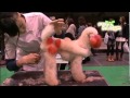 トリミング・家庭犬訓練・デザインカット【④第７回全国競技会】