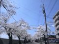 福井県　福井市　桜のトンネル