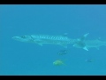 シャングリラのバラクーダ(Sphyraena barracuda)
