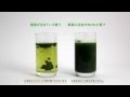 酵素が生きている青汁KENPRIA お湯を注ぐと違う