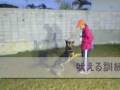 東江愛犬・警察犬訓練所に遊びに行ってきました