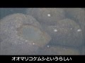 沼に生息する奇怪な生物　オオマリコケムシ