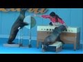 アシカショー（南知多ビーチランド）　　Seal show in Minami chita beach land