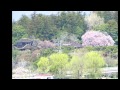 2014年　水戸の桜　Part５　☆千波湖編☆