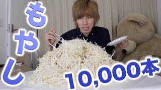 もやし男がもやし10,000本に食いかかる