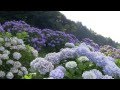 紫陽花（あじさい）の名所｜鹿児島県大隅湖畔