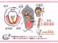 解剖生理学 16話「食事システム＋ダイエット」