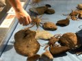 越前ガニミュージアムのダンスするマナガレイ