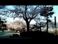 閑人の動画：３０１丸岡城（霞ヶ城）の桜