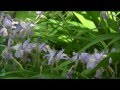 ヒメシャガ・大國神社山野草公園　（宮城県仙台市）