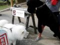 サモエドアルファ モーゼルくんと浜名湖ガーデンパーク