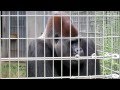 ゴリラのドラミング（犬山モンキーパーク）
