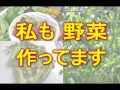 野菜作り 簡単ベランダ家庭菜園「ハッピーベジタブル」