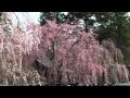 2010年5月2日 角館の枝垂れ桜