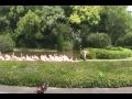 宮崎市フェニックス自然動物園 フラミンゴショー