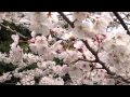 2013 桜 花見弾丸ツアー in 明石公園