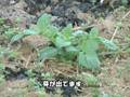 ダッシュ村NEWS 　～じゃがいもとトウモロコシは～
