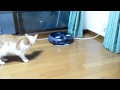 ルンバならぬスマーボに興味津々なねこ