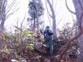 イワウチワ　伯州山