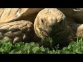 岡崎市広報YouTube/ネット動物園（東公園動物園） ケヅメリクガメ