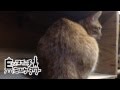 【ねこ】ネコダイエット日記  1日目【ぬこぬこ動画】