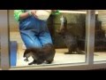 キーパーさんの手は魔法の手_越前松島水族館_20121209c