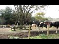 高千穂牧場の牛２