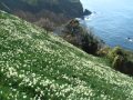美空ひばり 越前岬 歌霧子