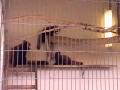 鯖江西山公園：レッサーパンダ
