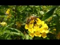 Panasonic FX700 Movie Sample #2