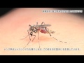 デング熱の予防対策