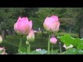 はなはす(福井県南越前町 花はす公園)
