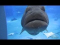 豊川誕・３５年ぶりの水族館大口の魚