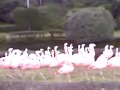 フラミンゴショー