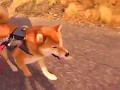 デブ柴ジロー ダイエットせよ！