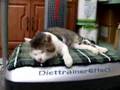 ぶるぶるダイエットマシーン猫