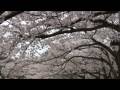 高岡古城公園（６）　小竹藪広場の桜並木