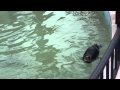 プールダイエットに励むペンギン