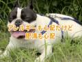 ペットライン　アレルゲンカット