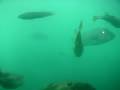 玄海海中展望塔