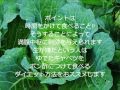ゆでキャベツダイエットは美容と健康にもイイ♪