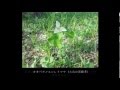 オオバナノエンレイソウ 【北海道大学の花】