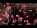 DIPEx-Japan　乳がんの語りフォーラム　エンディング