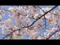 福井の桜 2011 （ＥＯＳ7Ｄで撮影）