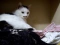 おやじの休息。