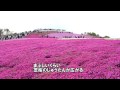 茶臼山高原　芝桜まつり　（愛知）