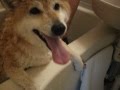突然！お風呂に入れられた犬 shiba inu 柴犬動画 video