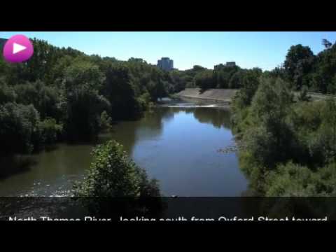 dalmatian | Ontario | Find a Pet | Kijiji.